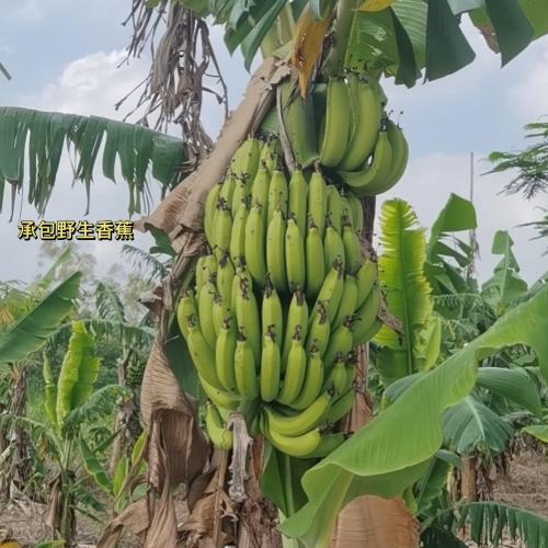 漳州泰强驾校,驾校学车,学车,泉州,晋江,小车培训,考驾照