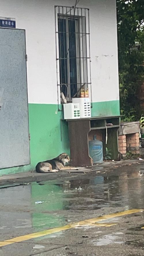 漳州泰强驾校,驾校学车,学车,泉州,晋江,小车培训,考驾照