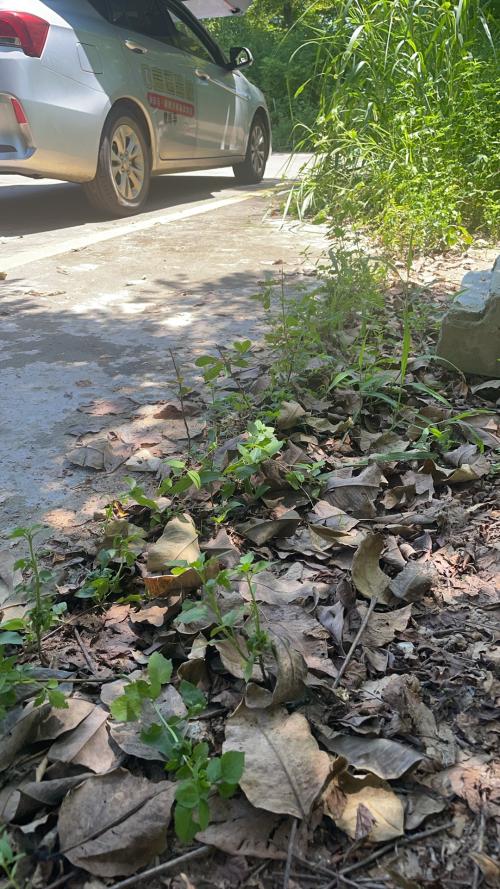 漳州泰强驾校,驾校学车,学车,泉州,晋江,小车培训,考驾照